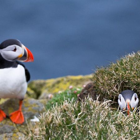 Puffin Palace Guesthouse Skagafjordur Eksteriør billede