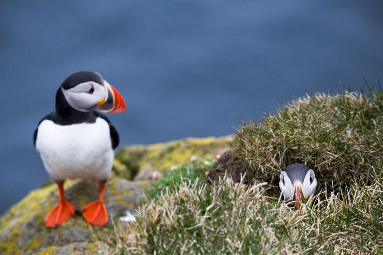 Puffin Palace Guesthouse Skagafjordur Eksteriør billede